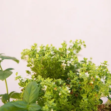 Theodora Corfu * Ýpsos