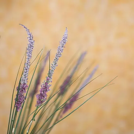 Theodora Corfu Ипсос